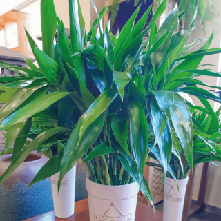 Capa Site Bambu da Sorte.png